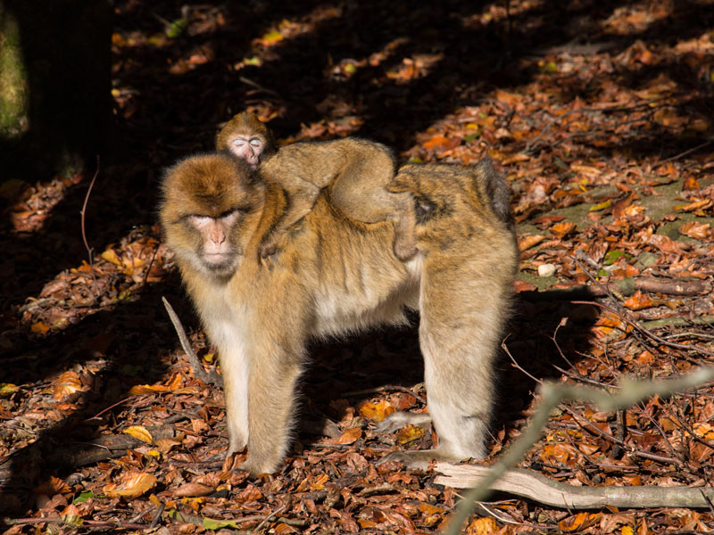 Affenberg in Salem bei Linzgau - Gasthaus Grüner Berg
