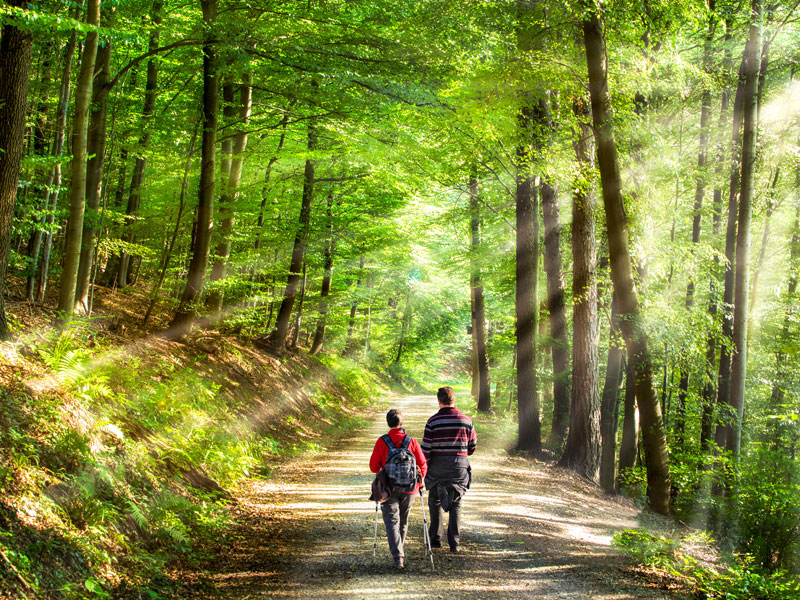 Wanderwege in der Umgebung - Gasthaus Grüner Berg